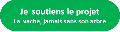 bouton vache