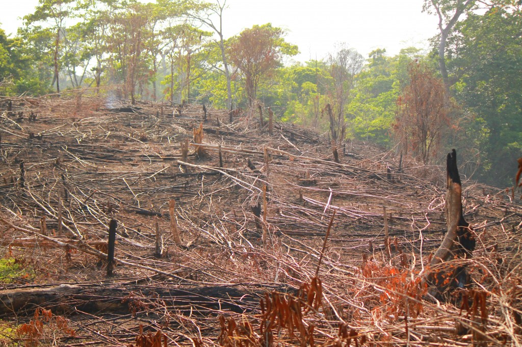 deforestation