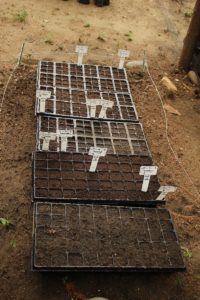Bandejas de germinacion vivero