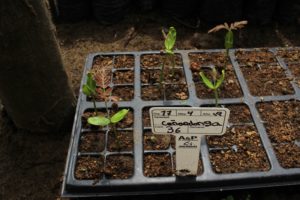Canandonga germinado en Bandejas de germinacion vivero