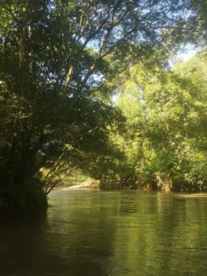[Proyecto Piamonte}Bosque3_febrero23_web