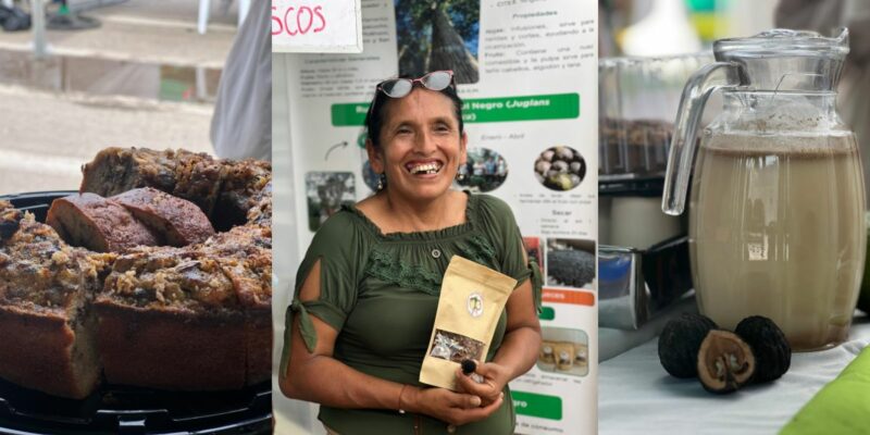 2025-06-24-Triptico_Lucy_Nogal Negro_ConBosque